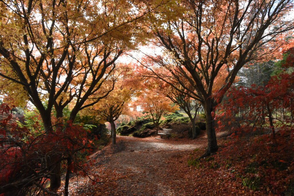 Centennial Park
