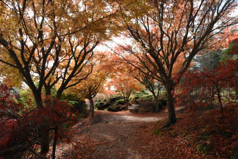 Centennial Park