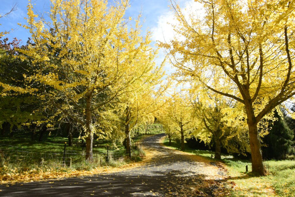 Centennial Park